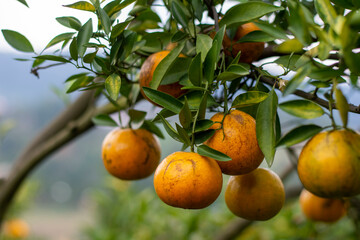 range orchard, fruiting tangerine trees ready to harvest and sell