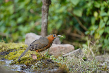 Rusty-cheeked Scimitar-babbler with water droplets after a bath