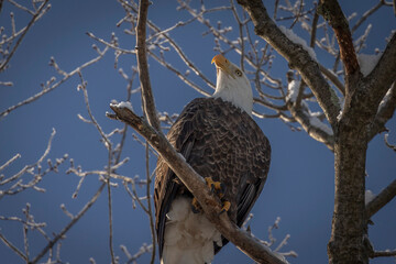 Bald Eagle perched on a tree branch
