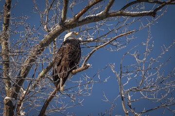 Bald Eagle perched on a tree branch