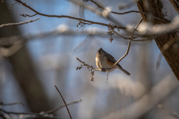 Tufted Titmouse perched on a tree branch