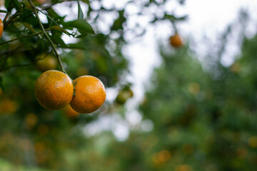 range orchard, fruiting tangerine trees ready to harvest and sell