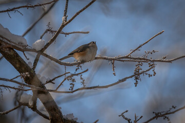 Tufted Titmouse perched on a tree branch