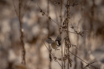 Black-capped Chickadee lands on a dried plant stem