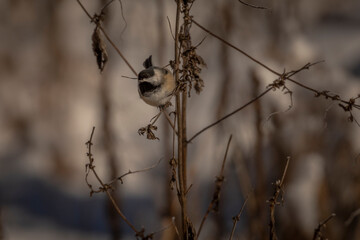 Black-capped Chickadee perched on a dried plant stem