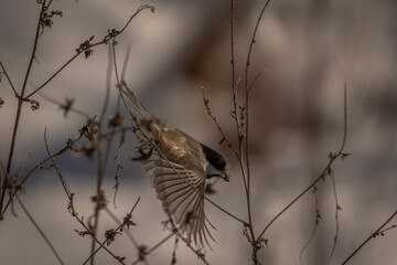 Black-capped Chickadee takes off from a dried plant stem