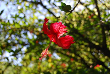Obraz premium Capitólio, Minas Gerais, Brazil, Rural landscapes with an emphasis on rest and leisure, natural pools, pure spring water. Living in harmony with nature