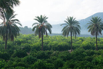 Fototapeta na wymiar Line of palm trees in a plantation. The palm trees are very tall and stand out a lot among the crops, in the background there are mountains
