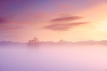tilia tree standing in mist with Stockhorn ridge in the background during a colorful sunset