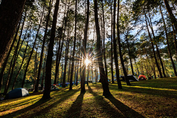 fair light from the sun and shadow of the pine trees in afternoon at the camping area, Pang-Ung ...