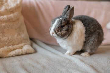 Portrait of an elderly and blind rabbit inside the house