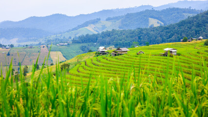 selective focus at country style resort in the middle of rice fieds, terrase at Pa Bong Pieng, with rice fields in the foreground, North of Chiang Mai Thailand,