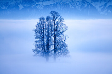 Fototapeta na wymiar tilia tree standing in mist during blue hour in winter on Ballenbühl in Emmental