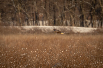 Female Northern Harrier hunts over the meadow