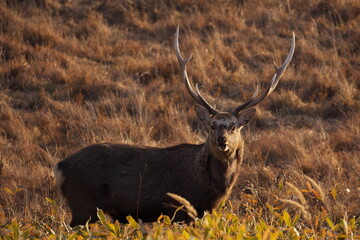 Hokkaido Notsuke Peninsula Narawara sunset and Ezo deer