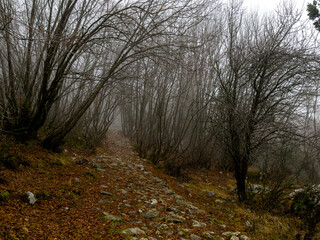 Fototapeta premium dense forest and mysterious, foggy landscapes
