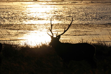 Hokkaido Notsuke Peninsula Narawara sunset and Ezo deer