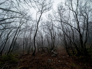 Obraz na płótnie Canvas dense forest and mysterious, foggy landscapes