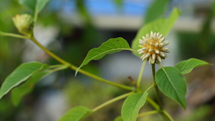 Mitragyna speciosa Korth flower is an endemic plant in brineo