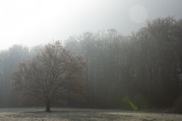 winterliche Waldlandschaft im morgendlichen Nebel