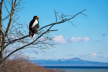 Migratory birds of eastern Hokkaido Steller's sea eagle in winter