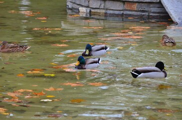patos de diferentes colores nadando en estanque