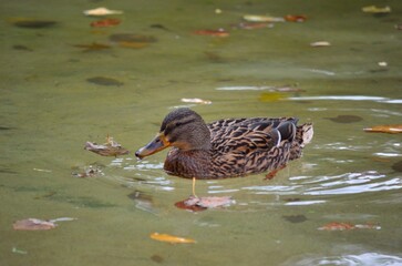 pato marron nadando en estanque