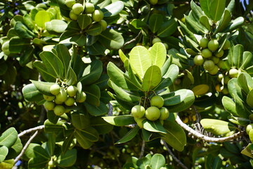 Calophyllum brasiliense (guanandi) is a species of plant in the family Calophyllaceae. It is native...