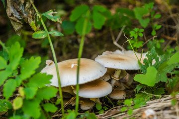 White mushrooms on a green grassy glade in front of the forest.
