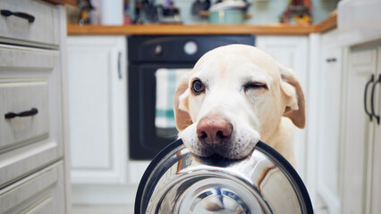 Hungry dog with blinking eye is waiting for feeding at kitchen. Cute labrador retriever is holding...