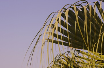 Green sabershaped sabal palm leaf with threads
