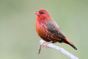 close up of fire red bird with white dots on its body perching on wooden branch expose over fine green background in meadow, strawberry finch