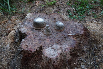 Rotting stump with eyes