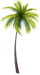Photo Realistic Green Classic Palm Tree Illustration
