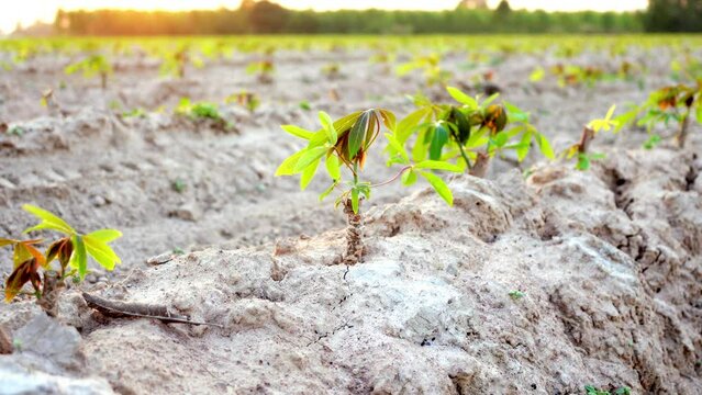 small cassava tree on the ground at a cassava field backlit by the golden yellow sun.