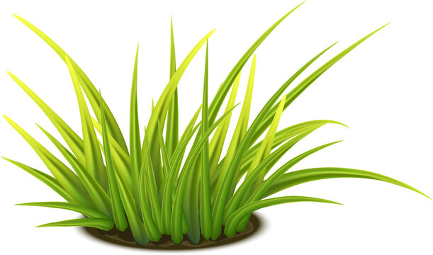 Photo Realistic Tussock Of Green Fresh Grass