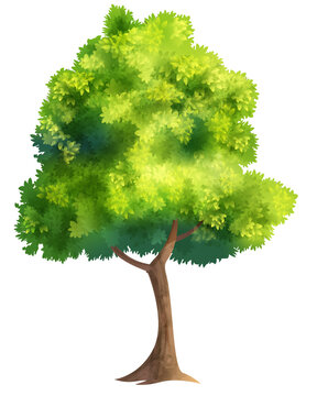 Color Illustration Of Big Tree With Fresh Leaves Isolated On White
