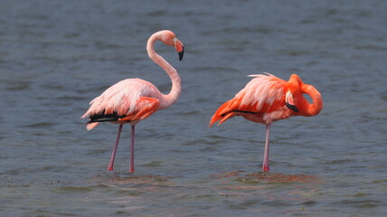 Obraz premium Bonaire, Dutch Antilles