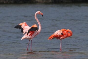 Bonaire, Dutch Antilles