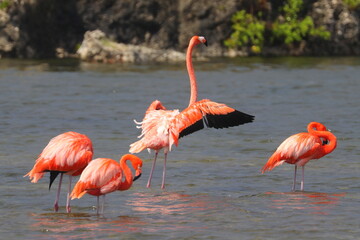 Bonaire, Dutch Antilles