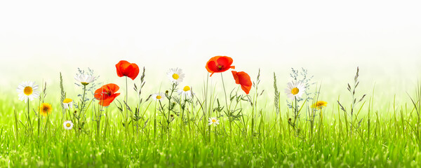 idyllic flower meadow in summertime with poppies and chamomiles isolated on white background,...