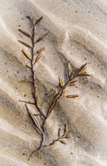 Seaweed lying on sandy beach