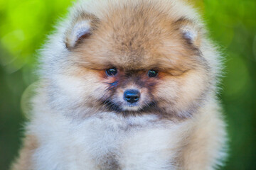 Little Pomeranian puppy on the street