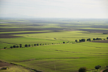 Fototapeta na wymiar Paisaje de campos sembrados con trigo. 