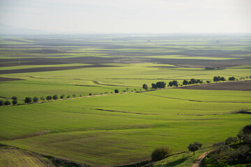 Paisaje de campos sembrados con trigo. 