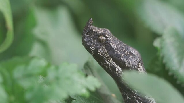 Black horned viper (Vipera ammodytes) staying still in the leaves
