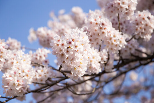 桜1 © Pakira