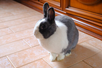 Obraz premium Adorable fluffy white and gray nano domestic rabbit running on the floor close-up. Cute domestic animal. Easter bunny