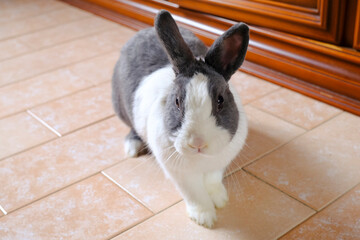 Obraz premium Adorable fluffy white and gray nano domestic rabbit running on the floor close-up. Cute domestic animal. Easter bunny 