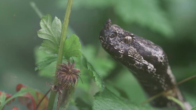 Close-up portrait of black horned viper (Vipera ammodytes) smelling the air with tongue while searching the prey into the vegetation